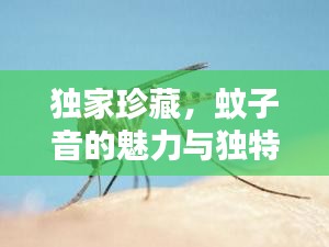 独家珍藏，蚊子音的魅力与独特记忆