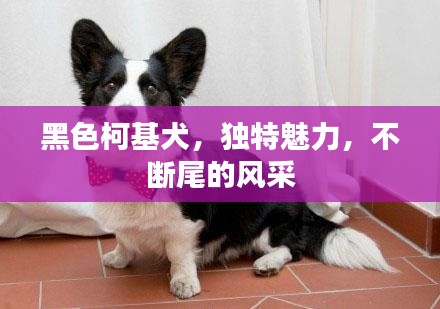 黑色柯基犬，独特魅力，不断尾的风采