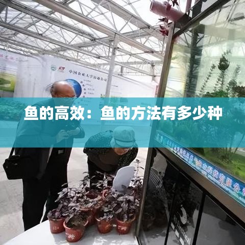 鱼的高效：鱼的方法有多少种 