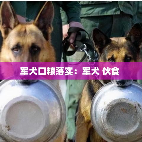 军犬口粮落实：军犬 伙食 
