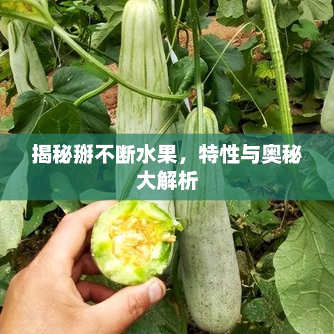揭秘掰不断水果，特性与奥秘大解析