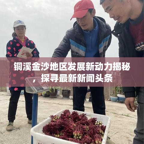 铜溪金沙地区发展新动力揭秘，探寻最新新闻头条