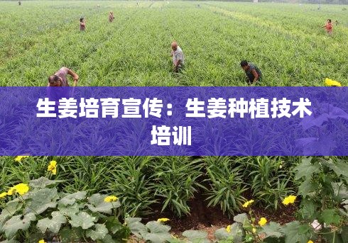 生姜培育宣传：生姜种植技术培训 