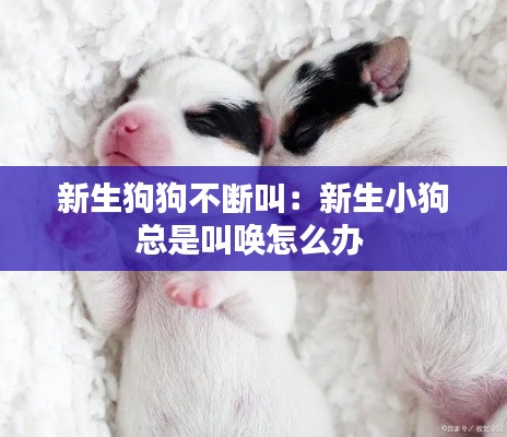 新生狗狗不断叫：新生小狗总是叫唤怎么办 