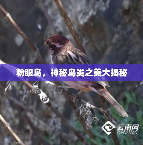 粉眼鸟，神秘鸟类之美大揭秘
