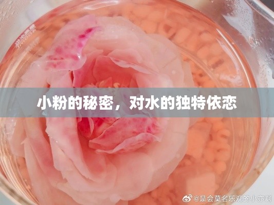 小粉的秘密，对水的独特依恋