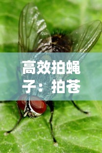 高效拍蝇子：拍苍蝇怎么拍 