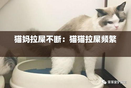猫妈拉屎不断：猫猫拉屎频繁 