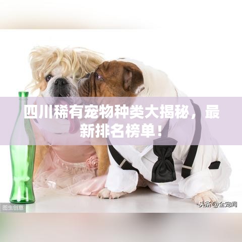 四川稀有宠物种类大揭秘，最新排名榜单！