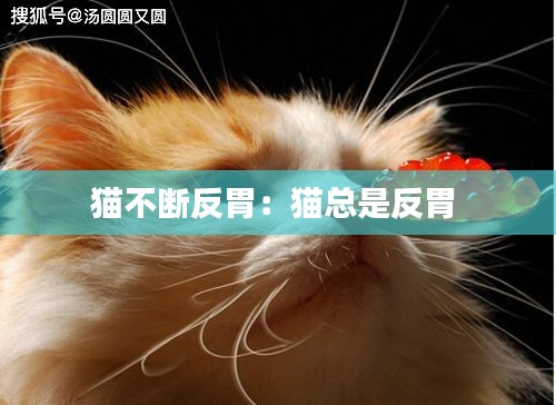 猫不断反胃：猫总是反胃 