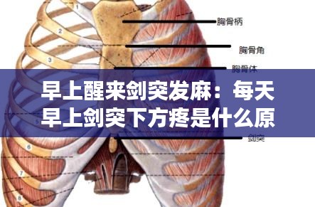 早上醒来剑突发麻：每天早上剑突下方疼是什么原因 