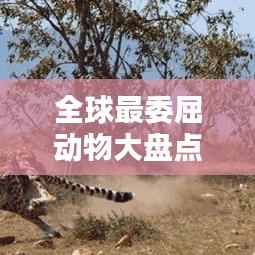 全球最委屈动物大盘点，揭秘动物界中的憋屈排名！
