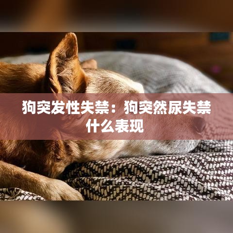 狗突发性失禁：狗突然尿失禁什么表现 