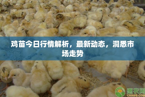鸡苗今日行情解析，最新动态，洞悉市场走势