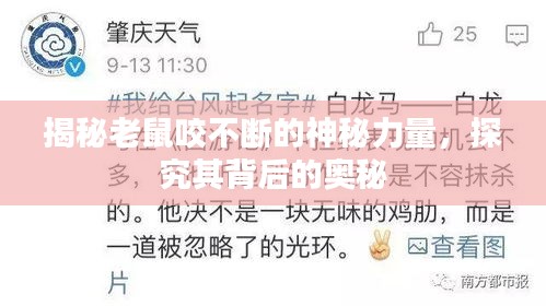 揭秘老鼠咬不断的神秘力量，探究其背后的奥秘