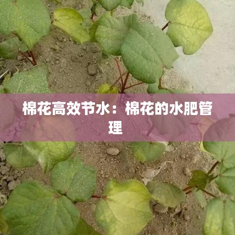 棉花高效节水：棉花的水肥管理 