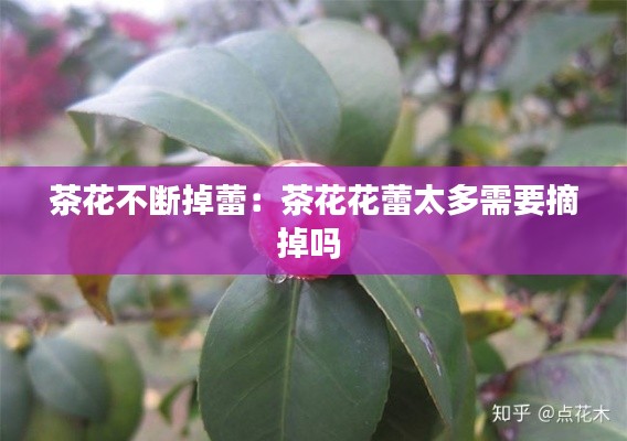 茶花不断掉蕾：茶花花蕾太多需要摘掉吗 