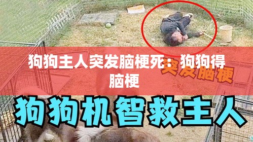 狗狗主人突发脑梗死：狗狗得脑梗 
