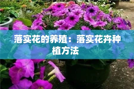 落实花的养殖：落实花卉种植方法 
