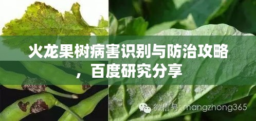 火龙果树病害识别与防治攻略，百度研究分享