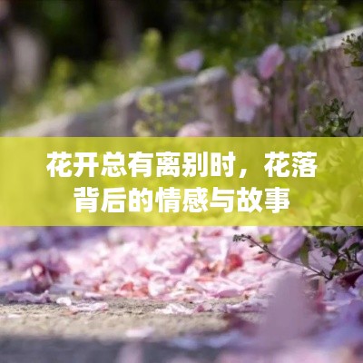 花开总有离别时，花落背后的情感与故事