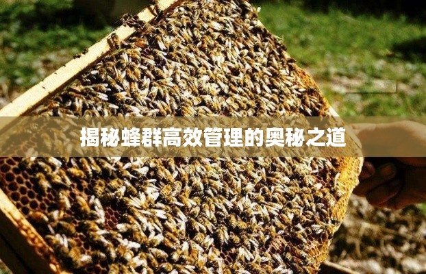 揭秘蜂群高效管理的奥秘之道