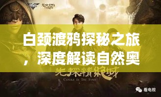 白颈渡鸦探秘之旅，深度解读自然奥秘