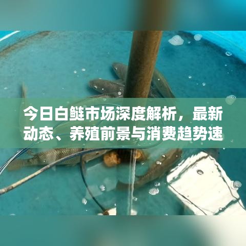 今日白鲢市场深度解析，最新动态、养殖前景与消费趋势速览