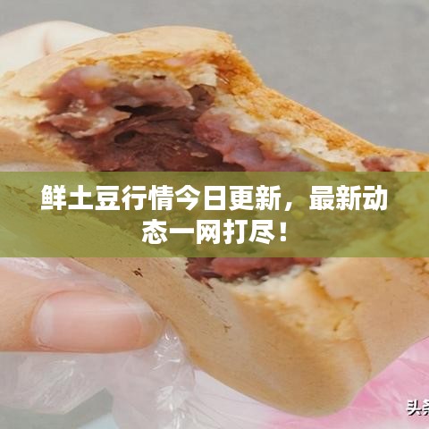 鲜土豆行情今日更新，最新动态一网打尽！
