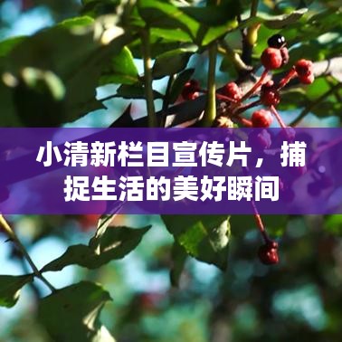 小清新栏目宣传片，捕捉生活的美好瞬间