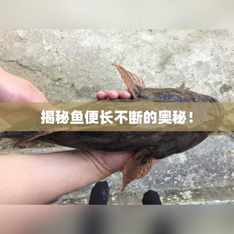 揭秘鱼便长不断的奥秘！