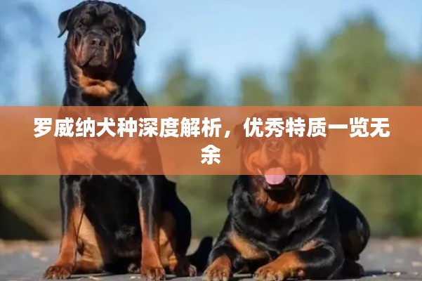 罗威纳犬种深度解析，优秀特质一览无余