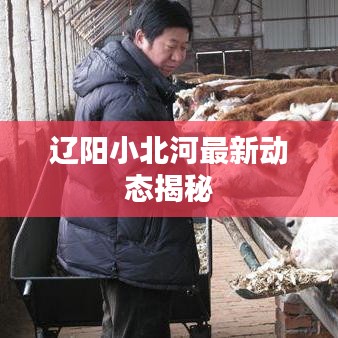 辽阳小北河最新动态揭秘