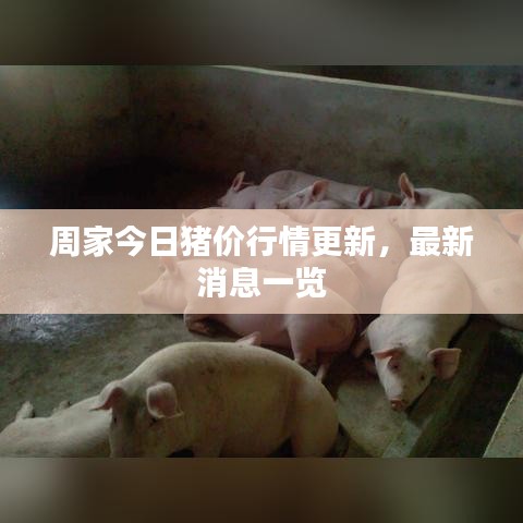 周家今日猪价行情更新，最新消息一览