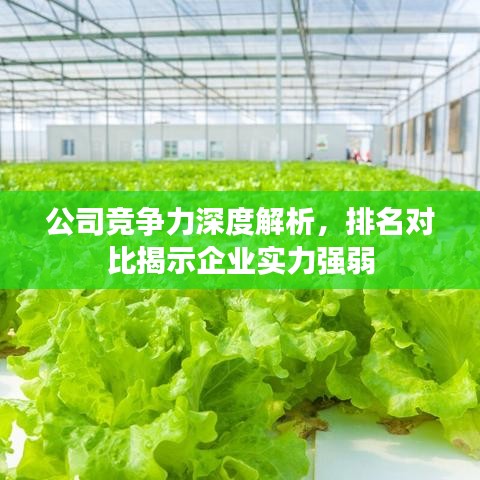 公司竞争力深度解析，排名对比揭示企业实力强弱