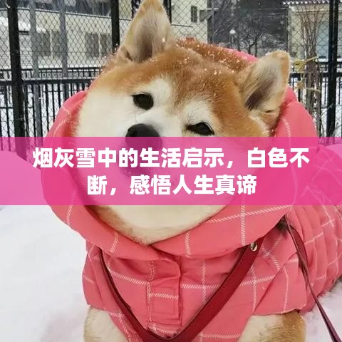 关于我们 第89页
