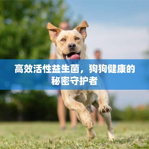 高效活性益生菌，狗狗健康的秘密守护者