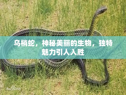 乌梢蛇，神秘美丽的生物，独特魅力引人入胜