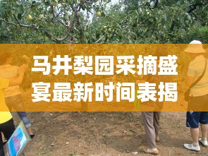 马井梨园采摘盛宴最新时间表揭晓！