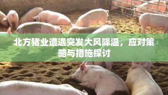 北方猪业遭遇突发大风降温，应对策略与措施探讨