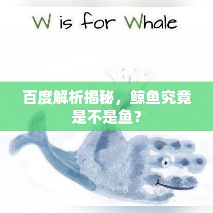 百度解析揭秘，鲸鱼究竟是不是鱼？