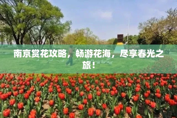 南京赏花攻略，畅游花海，尽享春光之旅！