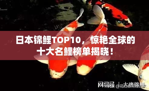 日本锦鲤TOP10，惊艳全球的十大名鲤榜单揭晓！
