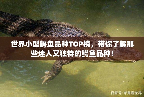 世界小型鳄鱼品种TOP榜，带你了解那些迷人又独特的鳄鱼品种！