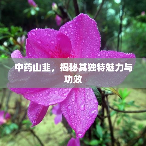 中药山韭，揭秘其独特魅力与功效
