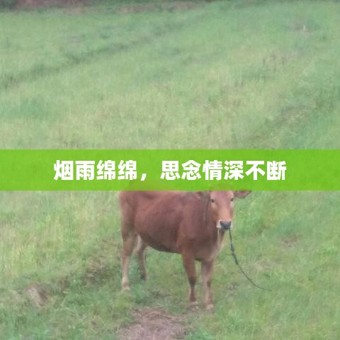 烟雨绵绵，思念情深不断