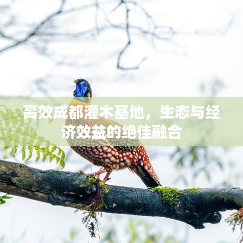 高效成都灌木基地，生态与经济效益的绝佳融合