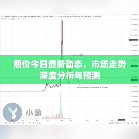 葱价今日最新动态，市场走势深度分析与预测