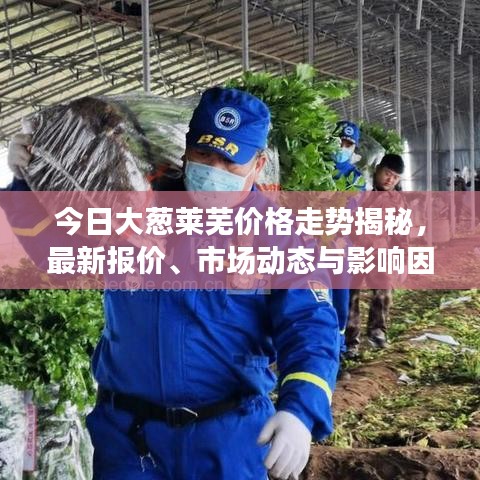 今日大葱莱芜价格走势揭秘，最新报价、市场动态与影响因素分析
