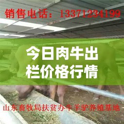 今日肉牛出栏价格行情速递
